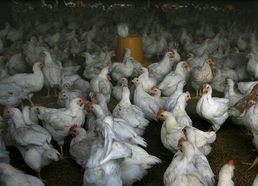 畜禽养殖户自发杜绝病死鸡流入市场 值得赞扬 图