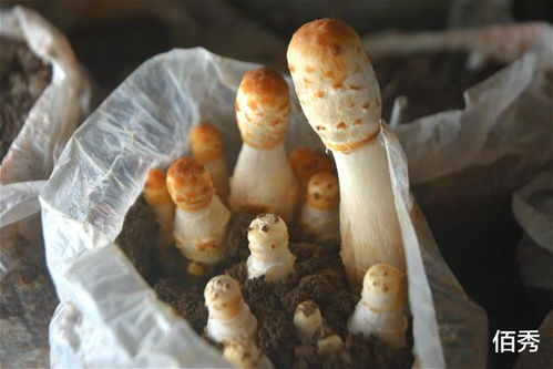 曾是北方野生蘑菇,今人工种植潜力大,因形似鸡腿而出名