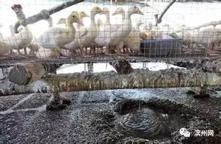 重磅 滨州人关注的养殖场户关闭搬迁情况如下