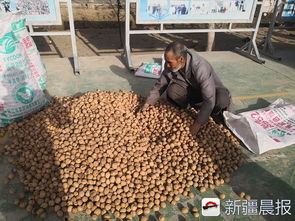 牵线企业上门收购农产品与畜禽粪便，助力村民增收脱贫早致富