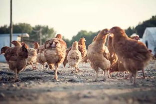 原创 h7n9流感疫情使家禽业遭受重创,科学防控 重振信心是关键