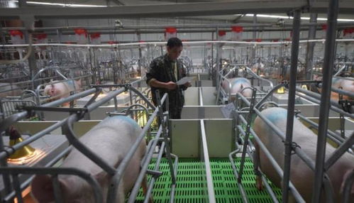 联合国 中国不可怕,可怕的是他们用80万头猪,解决了大难题
