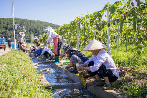 小丝瓜出国门 闯出乡村振兴新 丝 路