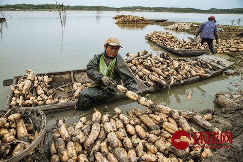 莲藕产业链 日产万斤与资源循环利用的协同发展